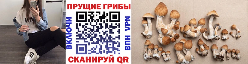 ОМГ ОМГ вход Канаш Галлюциногенные грибы Cubensis продажа наркотиков